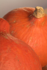 Image showing pumpkin01