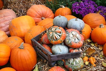 Image showing Scenes of halloween with pumpkins