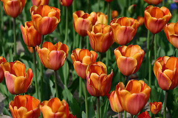 Image showing tulip