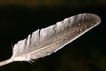 Image showing feather