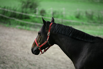 Image showing Horse