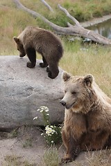 Image showing Brown bear