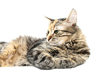 Image showing Cat at Peace