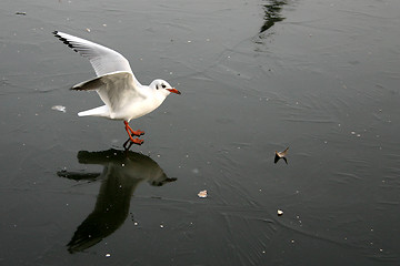 Image showing bird seagull