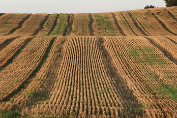 Image showing danish landscape01