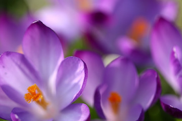 Image showing flowers