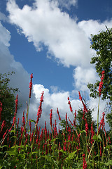 Image showing red flower