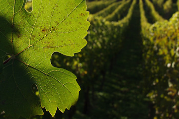 Image showing alsacian vineyards