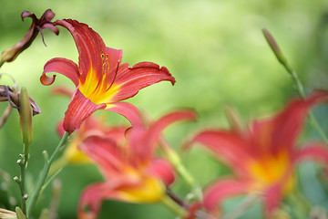 Image showing flower closeup