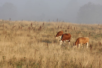 Image showing Danish cows in the fog