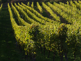 Image showing alsacian vineyards