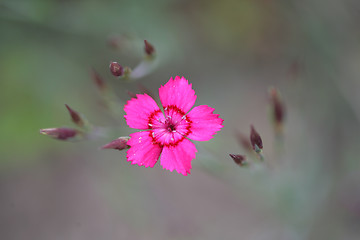 Image showing flower garden