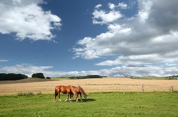 Image showing danish horses