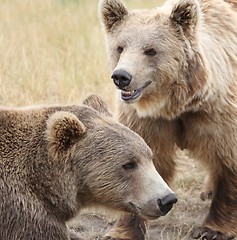 Image showing Brown bear