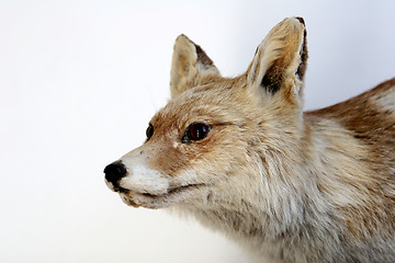 Image showing fox