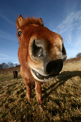 Image showing danish horses