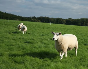 Image showing sheep