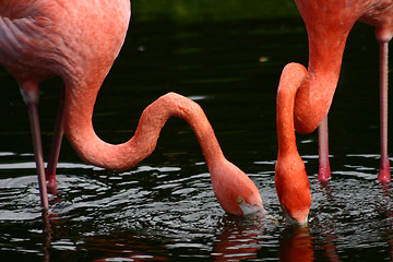 Image showing Flamingo