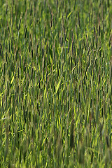 Image showing grass