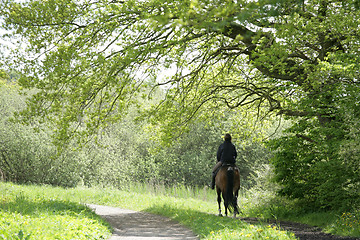 Image showing riding horses