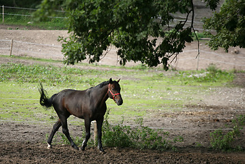 Image showing danish horses