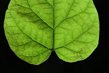 Image showing  leaves