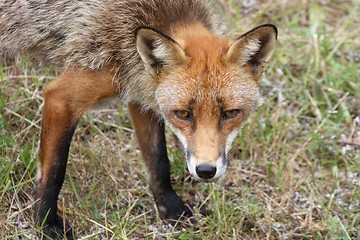 Image showing Fox