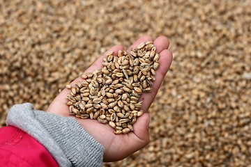 Image showing corn fleld harvest