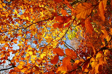 Image showing colorul forest