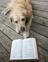 Image showing dog reading