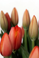 Image showing tulip