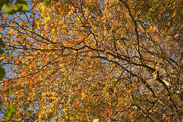 Image showing  leaves