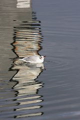 Image showing seagull