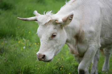 Image showing Danish cows 