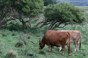 Image showing Danish cows 