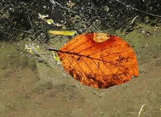 Image showing Winter leaves