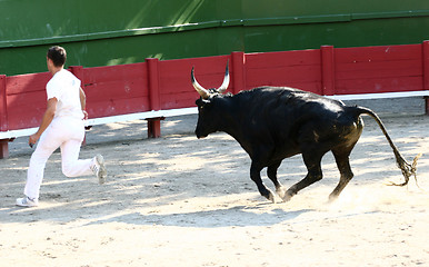 Image showing Corrida