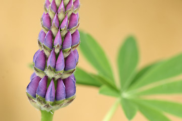 Image showing lupin flower closeup