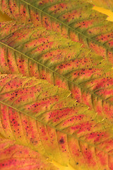 Image showing autumn leaves