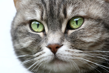 Image showing cat