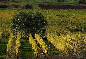 Image showing alsacian vineyards