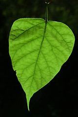 Image showing  leaves