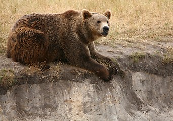 Image showing Brown bear