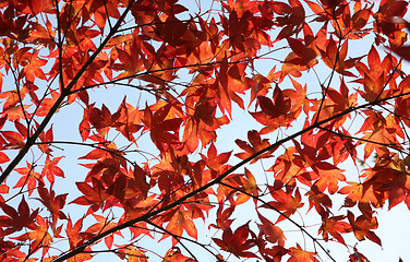 Image showing autumn leaves