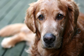 Image showing dog golden retriever