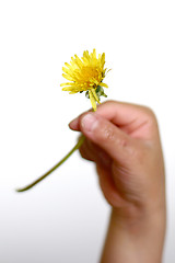 Image showing dandelion child