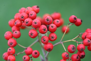 Image showing red fruits