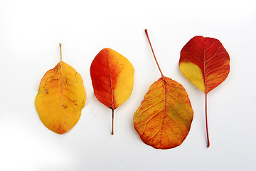 Image showing autumn leaves