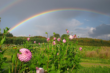 Image showing flowers