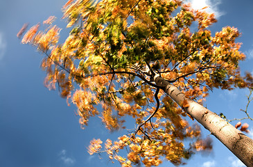 Image showing autumn leaves